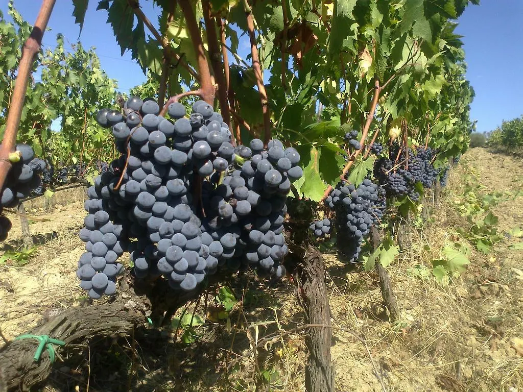 Agriturismo Il Cocco Montalcino Italien